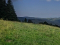 Ahornkopf.jpg